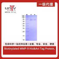 Biotinylated MMP-9 His&Avi Tag Protein, Human