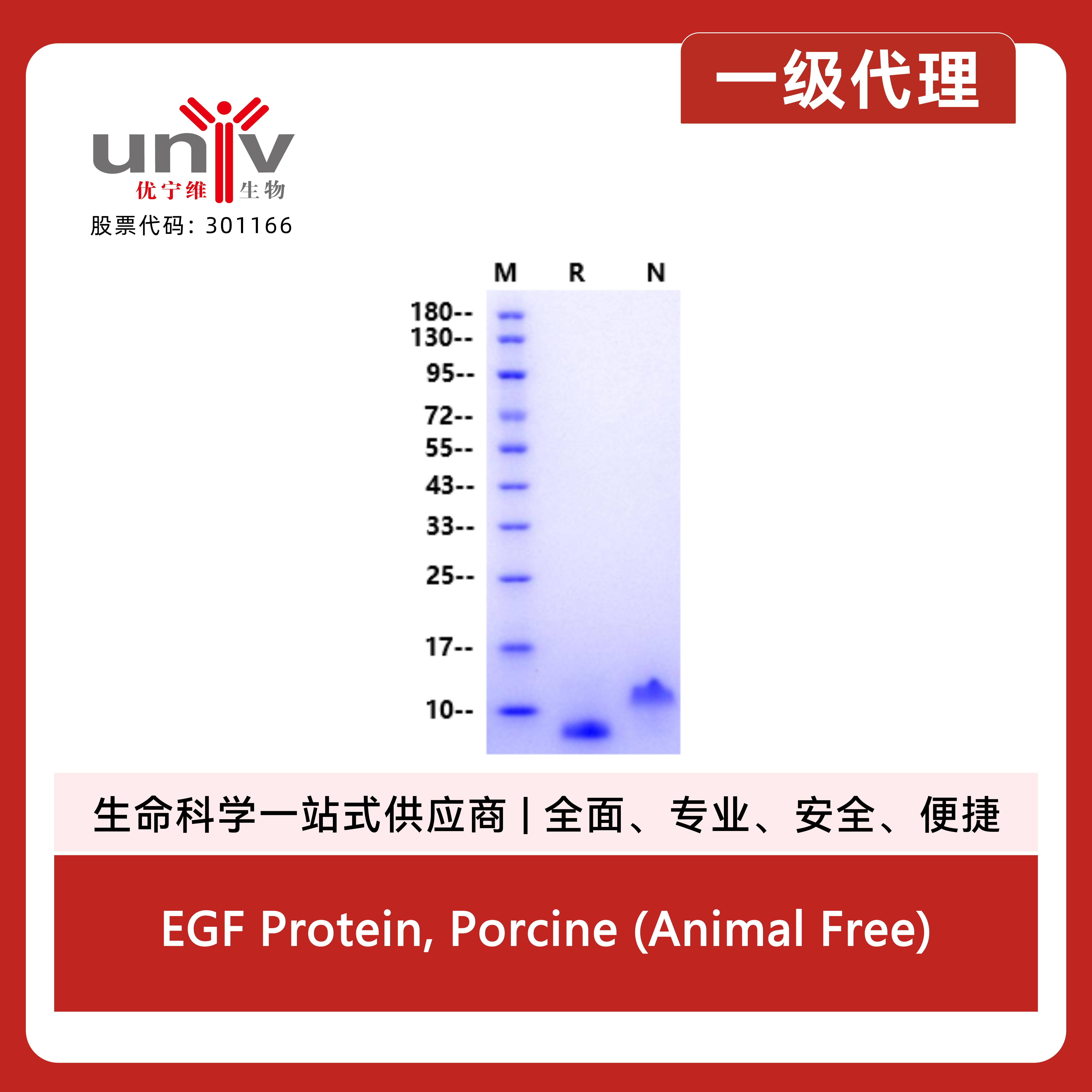 EGF Protein, Porcine (Animal Free)产品图
