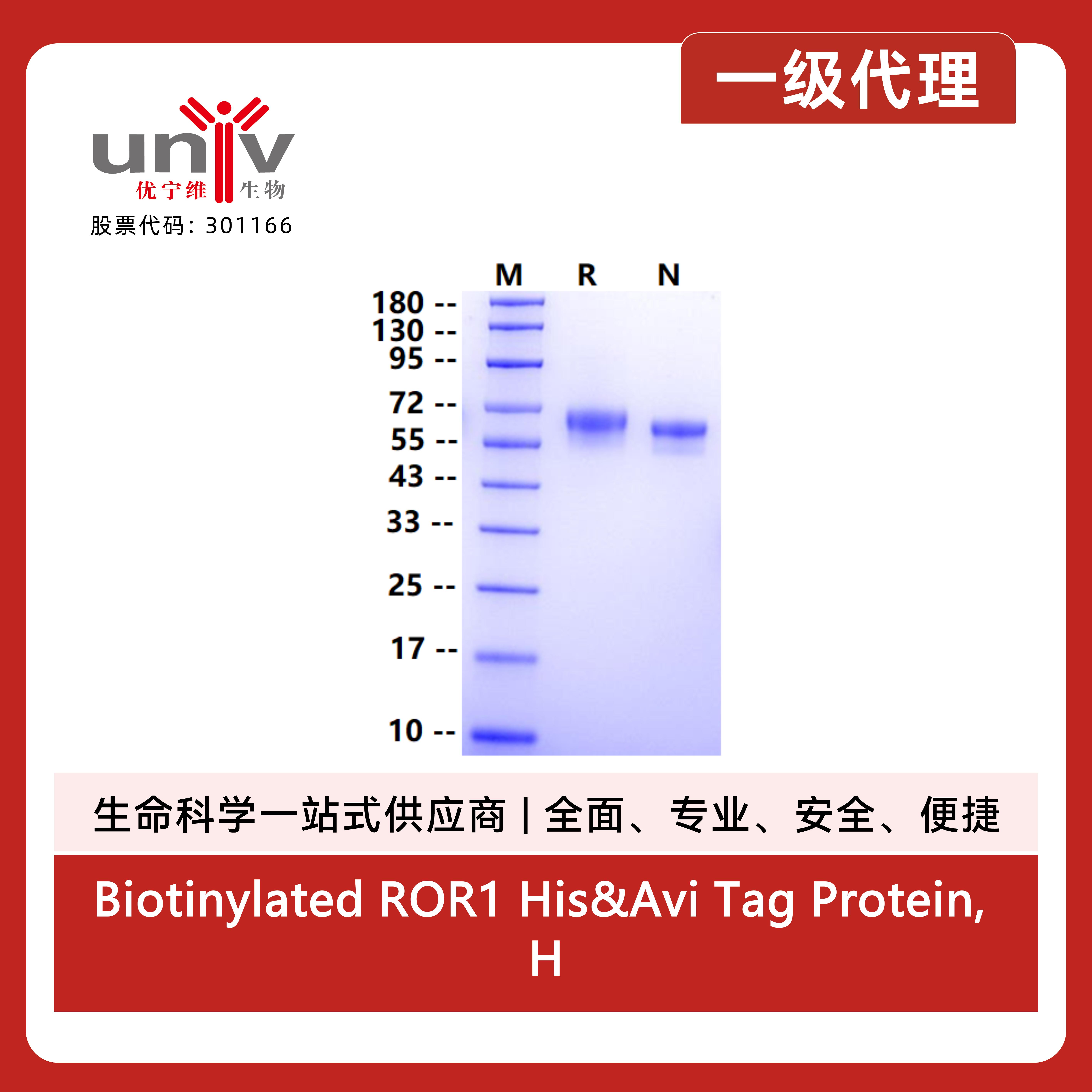 Biotinylated ROR1 His&Avi Tag Protein, Human/Cynomolgus/Rhesus macaque产品图