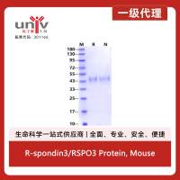 R-spondin3/RSPO3 Protein, Mouse