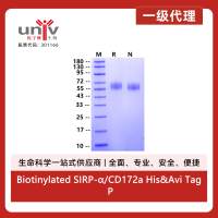 Biotinylated SIRP-α/CD172a His&Avi Tag Protein