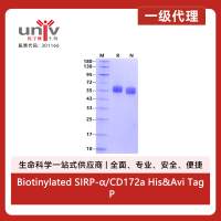 Biotinylated SIRP-α/CD172a His&Avi Tag Protein