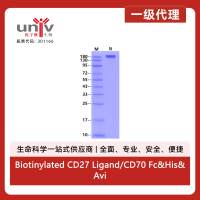 Biotinylated CD27 Ligand/CD70 Fc&His&Avi Trimer