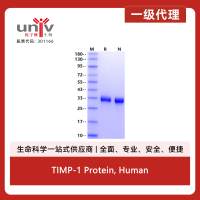 TIMP-1 Protein, Human
