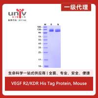 VEGF R2/KDR His Tag Protein, Mouse