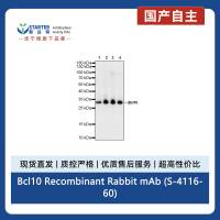 Bcl10 Recombinant Rabbit mAb (S-4116-60)