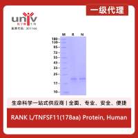 RANK L/TNFSF11(178aa) Protein, Human