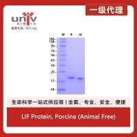 LIF Protein, Porcine (Animal Free)