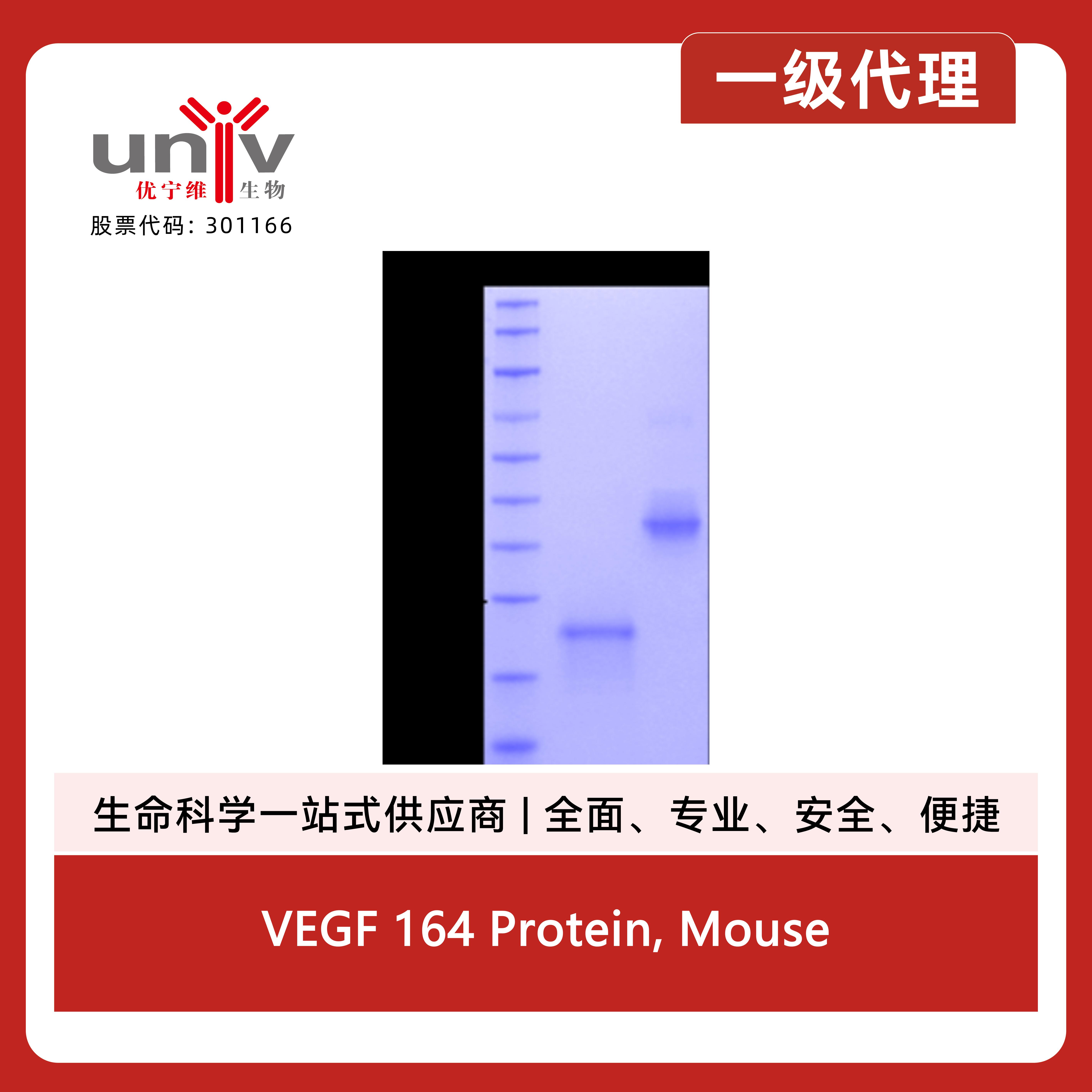 VEGF 164 Protein, Mouse产品图
