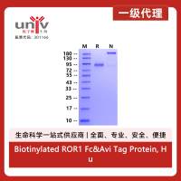 Biotinylated ROR1 Fc&Avi Tag Protein, Human