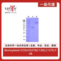 Biotinylated ICOS/CD278(C136S,C137S) Fc&Avi Tag