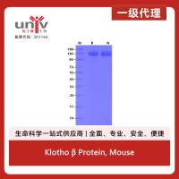Klotho β Protein, Mouse