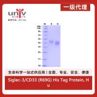Siglec-3/CD33 (R69G) His Tag Protein, Human