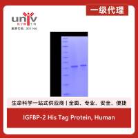 IGFBP-2 His Tag Protein, Human