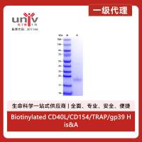 Biotinylated CD40L/CD154/TRAP/gp39 His&Avi tag Protein, Human