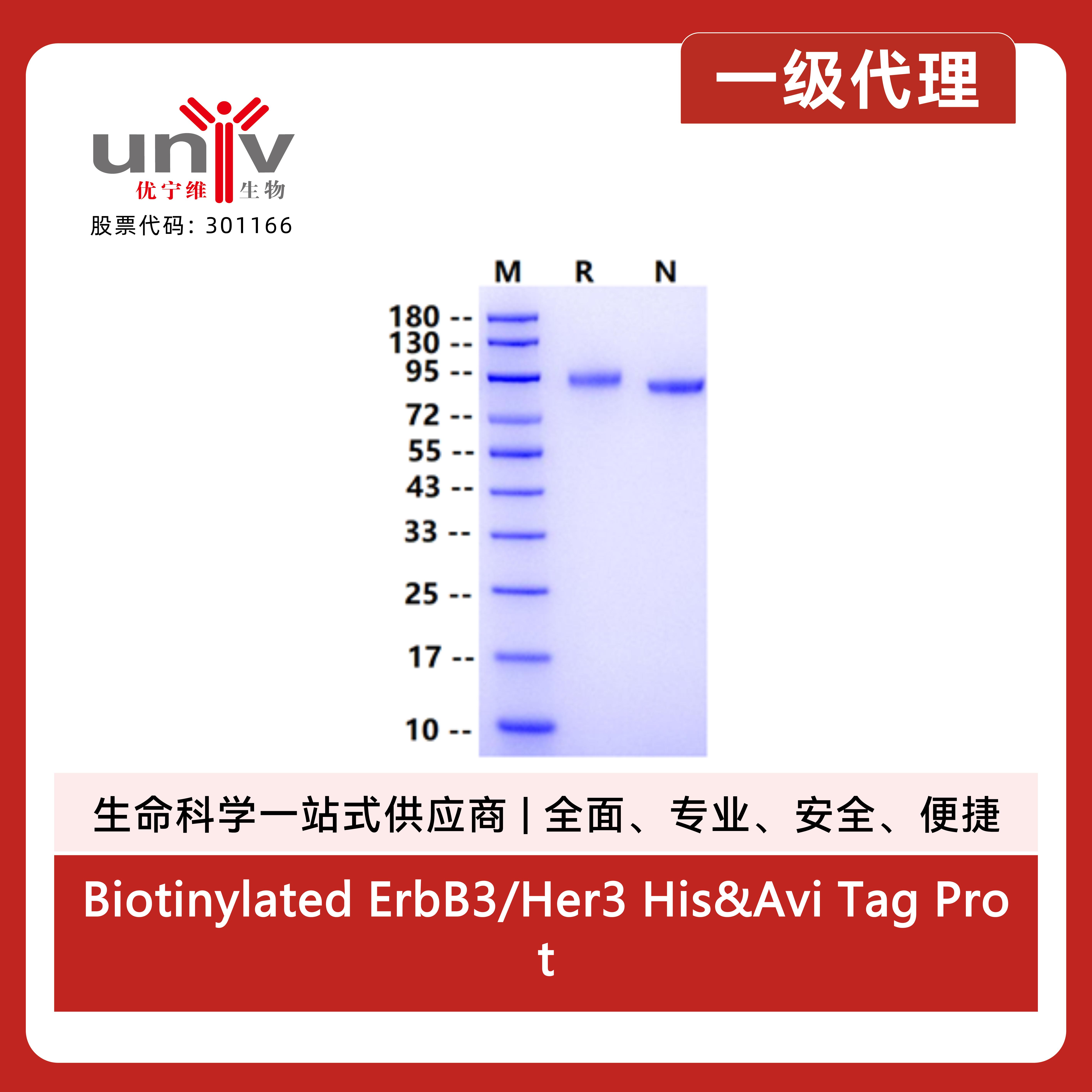 Biotinylated ErbB3/Her3 His&Avi Tag Protein, Human产品图