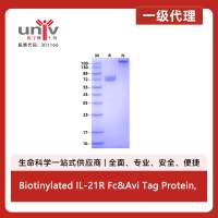 Biotinylated IL-21R Fc&Avi Tag Protein, Human