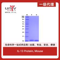 IL-13 Protein, Mouse
