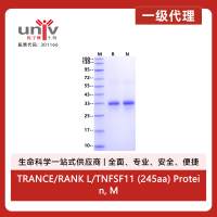 TRANCE/RANK L/TNFSF11 (245aa) Protein, Mouse