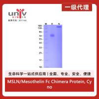 MSLN/Mesothelin Fc Chimera Protein, Cynomolgus