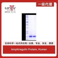 Amphiregulin Protein, Human