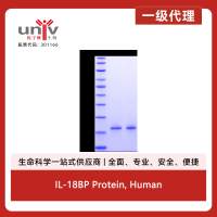 IL-18BP Protein, Human