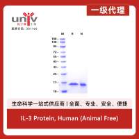IL-3 Protein, Human (Animal Free)