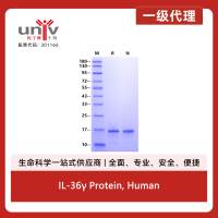 IL-36γ Protein, Human