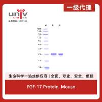 FGF-17 Protein, Mouse