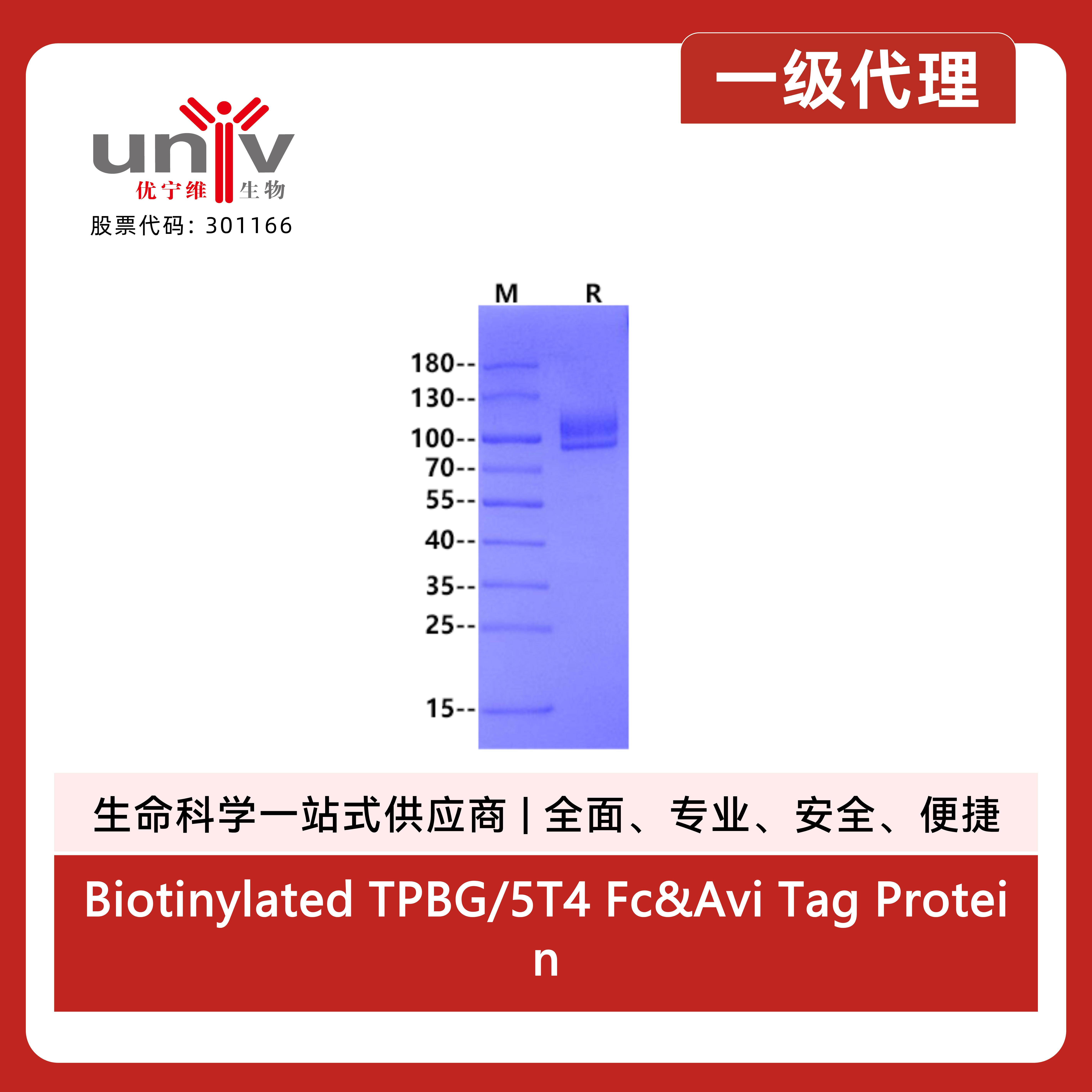 Biotinylated TPBG/5T4 Fc&Avi Tag Protein, Human