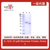 IL-12/IL-23 p40 Monomer Protein, Human