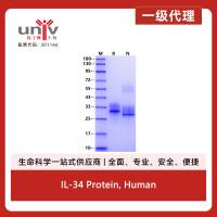 IL-34 Protein, Human