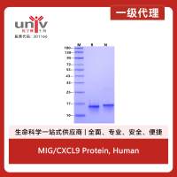 MIG/CXCL9 Protein, Human
