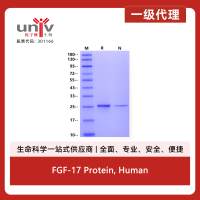 FGF-17 Protein, Human
