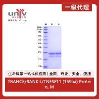 TRANCE/RANK L/TNFSF11 (159aa) Protein, Mouse(RAW