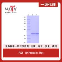 FGF-10 Protein, Rat