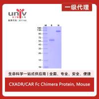 CXADR/CAR Fc Chimera Protein, Mouse