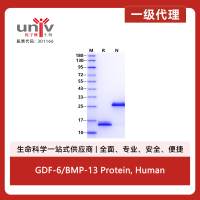 GDF-6/BMP-13 Protein, Human