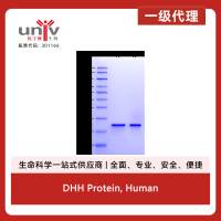 DHH Protein, Human