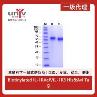 Biotinylated IL-1RAcP/IL-1R3 His&Avi Tag Protein