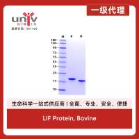 LIF Protein, Bovine