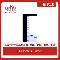 SCF Protein, Human