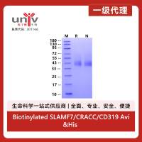 Biotinylated SLAMF7/CRACC/CD319 Avi&His Tag