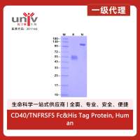 CD40/TNFRSF5 Fc&His Tag Protein, Human
