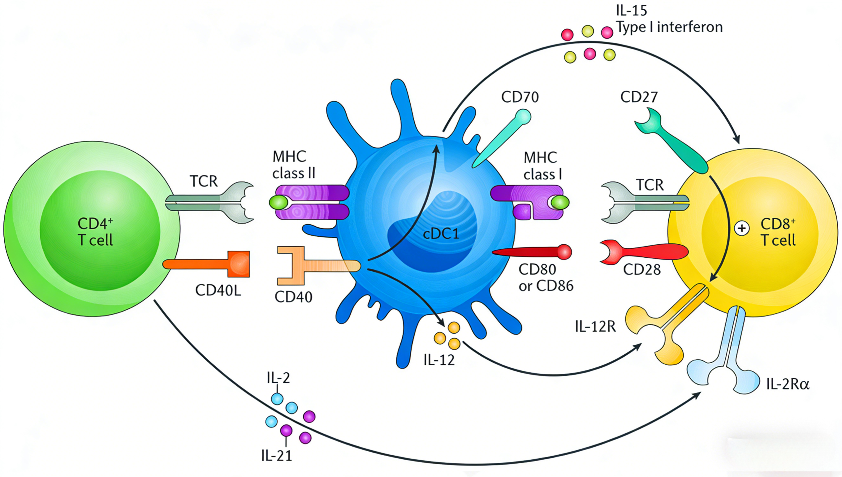 CD40L抗体如何调控免疫应答与肿瘤治疗?