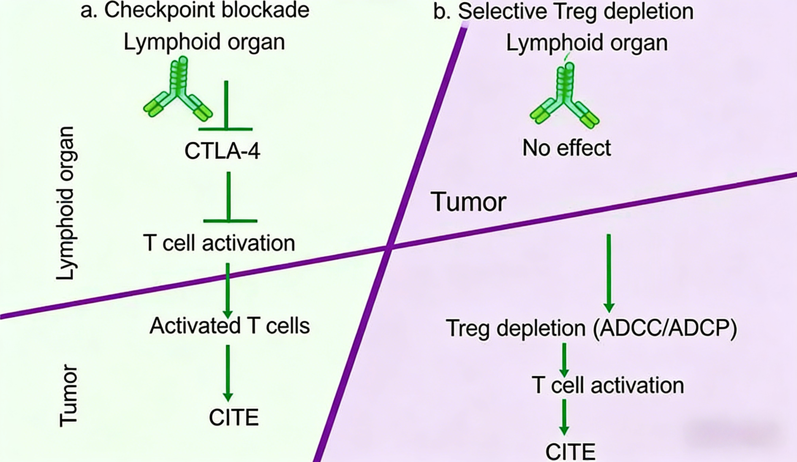 CTLA-4抗体如何重塑抗肿瘤免疫应答？