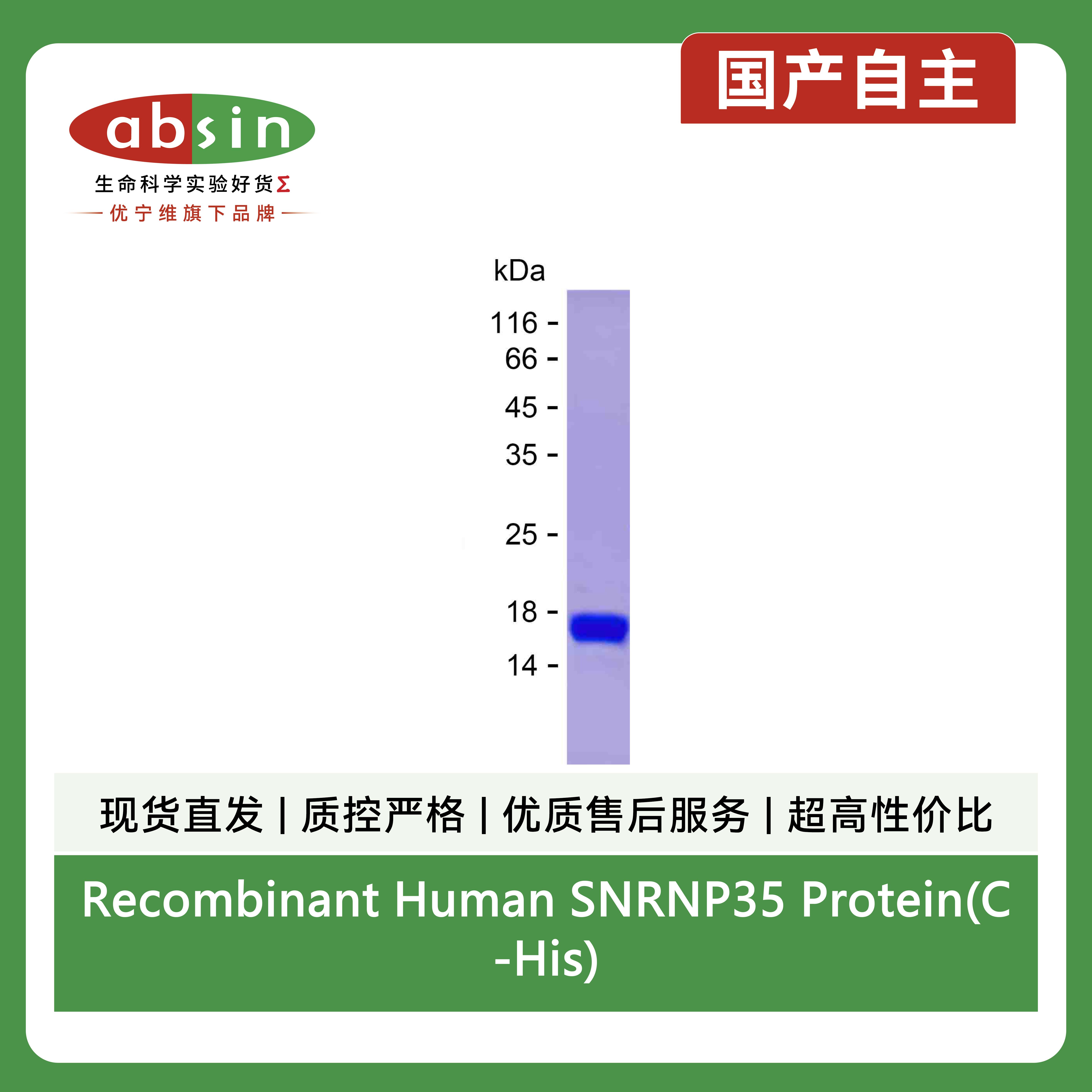 Recombinant Human SNRNP35 Protein(C-His)产品图