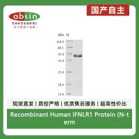 Recombinant Human IFNLR1 Protein (N-terminal 6xHis-SUMO)