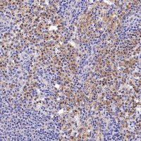 Rabbit anti-c-IAP2 Recombinant Monoclonal Antibody(S-3395)