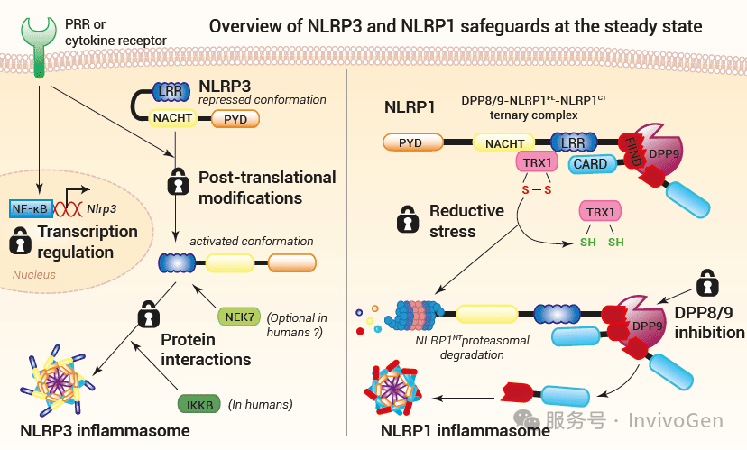 null NLRP3和NLRP1在稳态下的保障措施.png